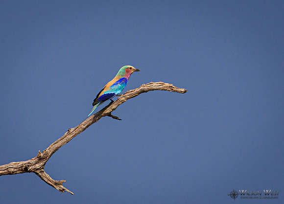 Lilac-breasted Roller