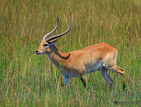 Red Lechwe