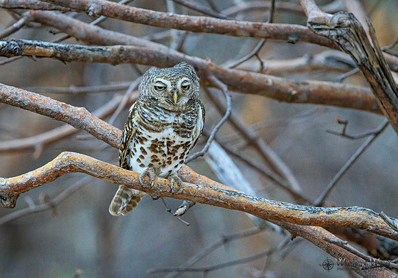 African Barred Owlet
