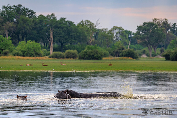 Hippopotamus