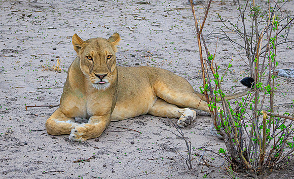 Lion