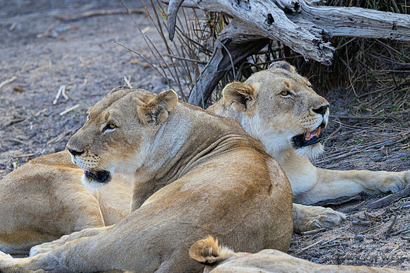 Lion