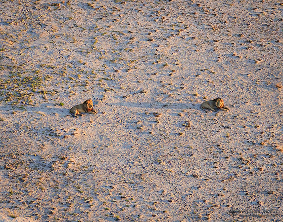 Okavango Delta Helicopter, Lions