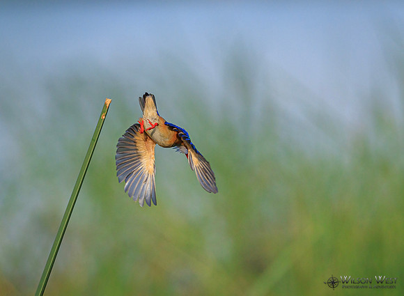 Malachite Kingfisher