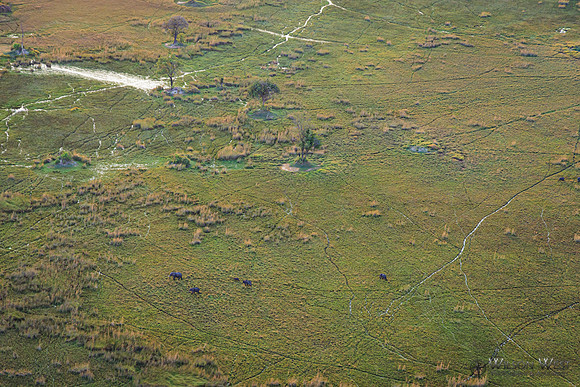 Okavango Delta Helicopter, Elephant