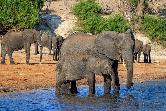 Elephant