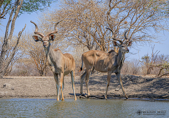 Greater Kudu