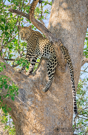 Leopard
