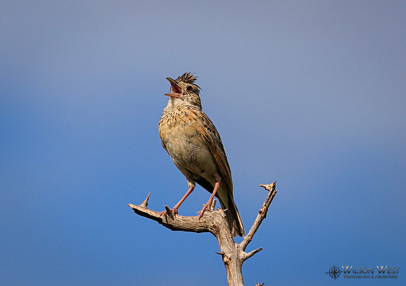Rufous-naped Lark