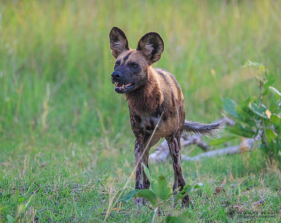 African Wild Dog