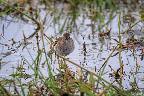 Wood Sandpiper