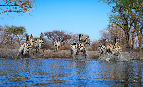 Burchell's Zebra