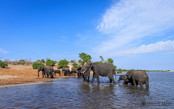 Elephant