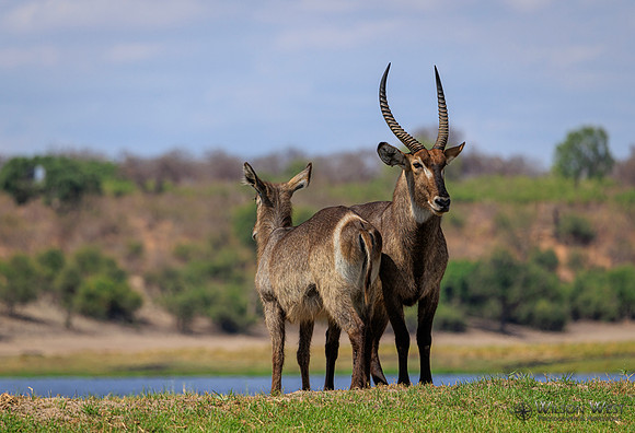 Common Waterbuck