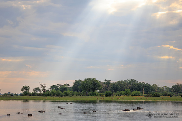 Sun Rays, Hippopotamus