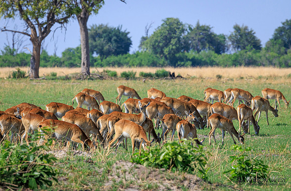 Red Lechwe