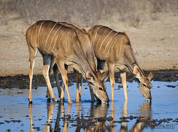 Greater Kudu