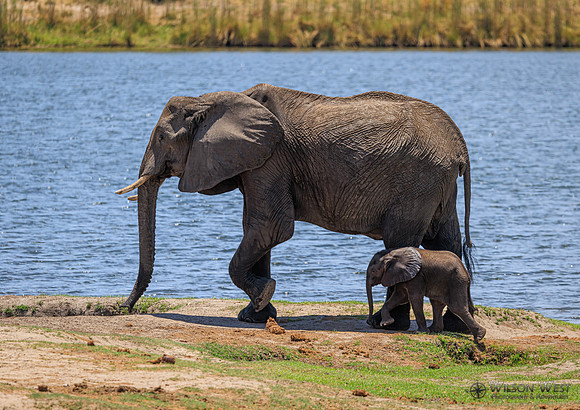 Elephant