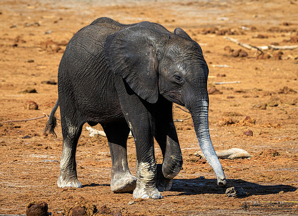 Elephant