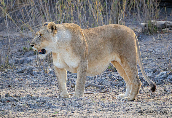 Lion