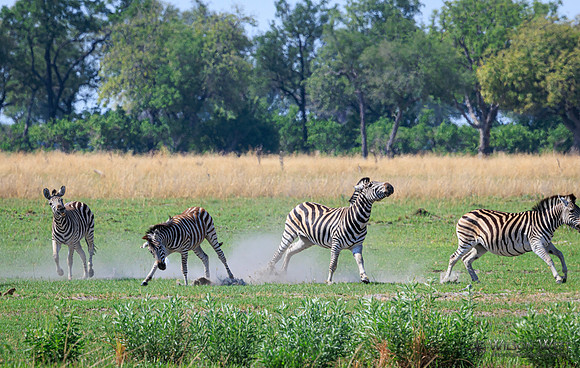 Burchell's Zebra