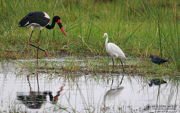 Black Heron, Great Egret, Saddle-billed Stork