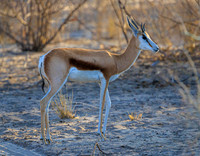 Springbok