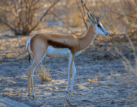 Springbok