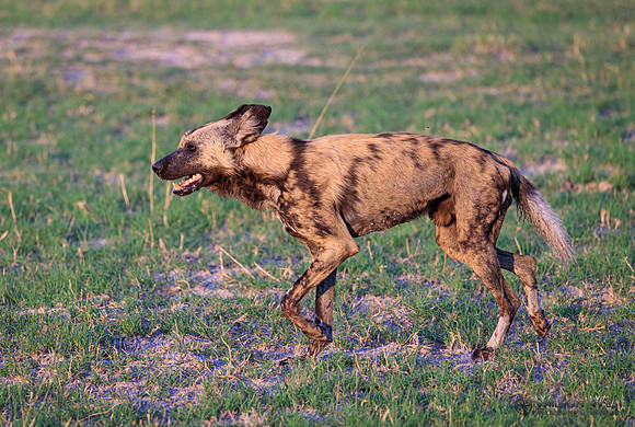 African Wild Dog