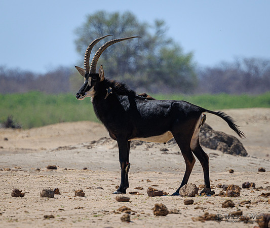 Sable Antelope, Red-billed Oxpecker