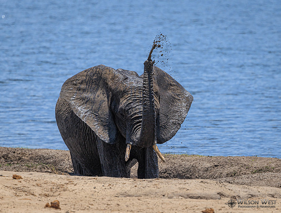Elephant