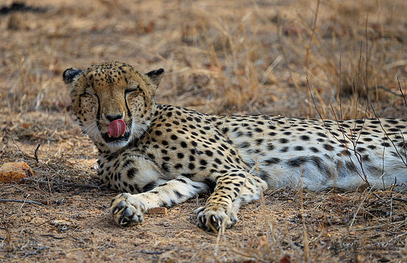 Cheetah