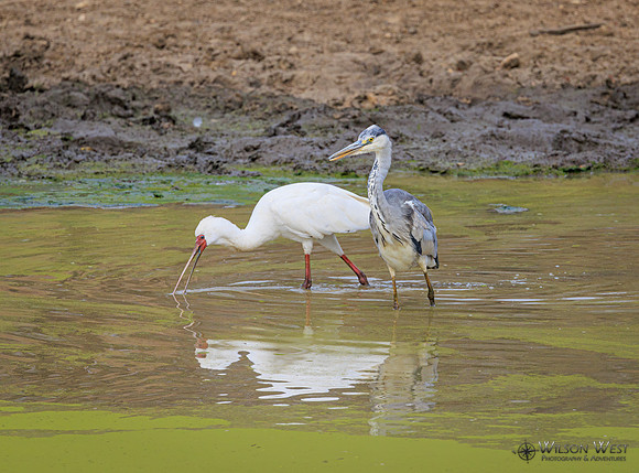 African Spoonbill, Gray Heron