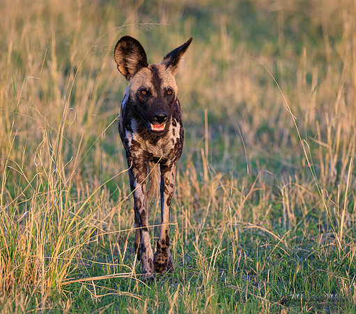 African Wild Dog