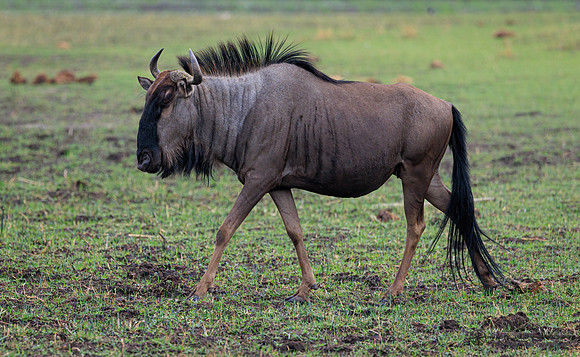 Blue Wildebeest
