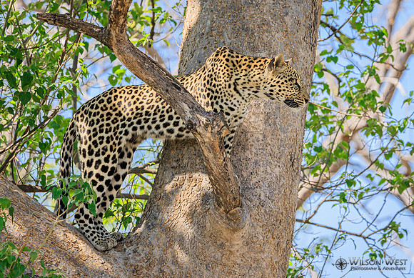 Leopard