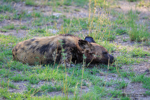 African Wild Dog