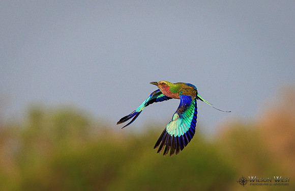 Lilac-breasted Roller