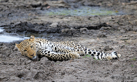 Leopard