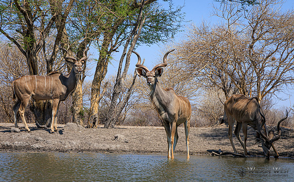 Greater Kudu