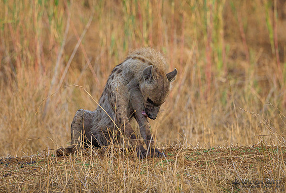 Spotted Hyena
