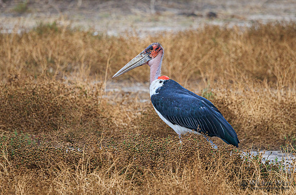 Marabou Stork