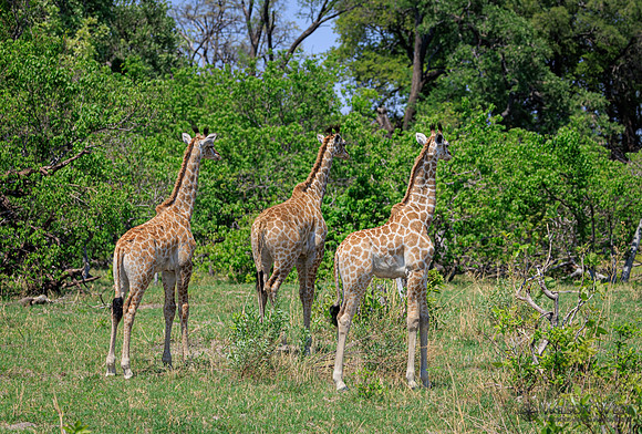 Giraffe