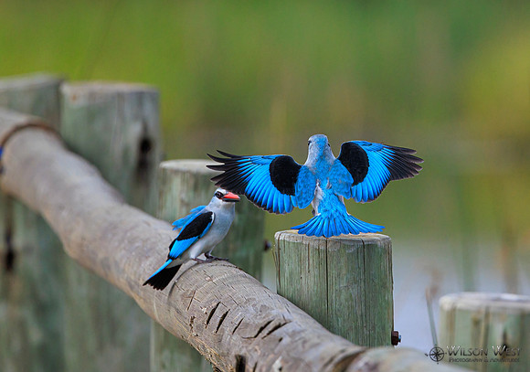 Woodland Kingfisher