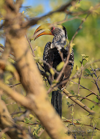 Red-billed Hornbill