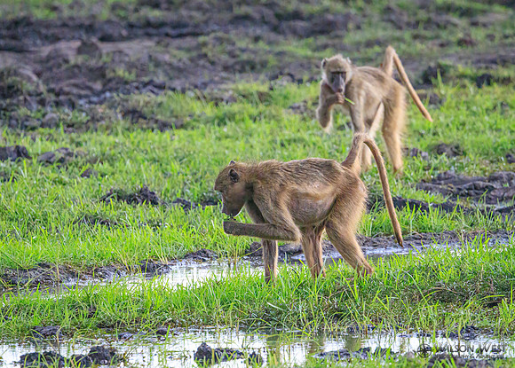 Baboon