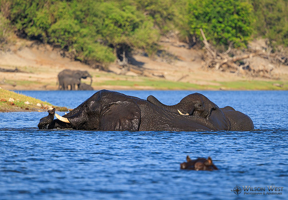 Elephant