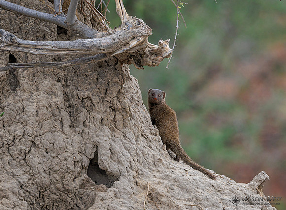 Mongoose