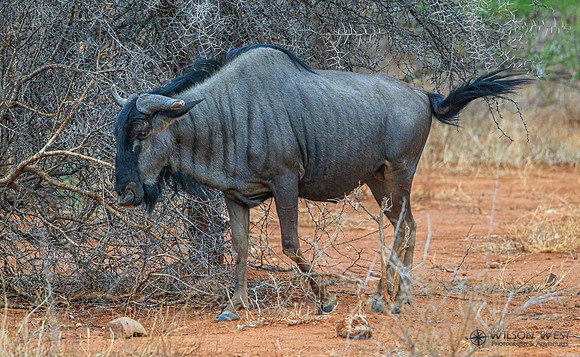 Blue Wildebeest