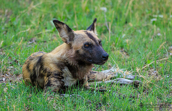 African Wild Dog